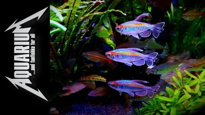 Freshwater Aquarium � - Конго бриллиантовый (Брицинус длинноплавничный)  (Brycinus longipinnis (Alestes longipinnis)) Описание и размеры Эта крупная  африканская тетра пользуется популярностью не благодаря яркой окраске  (строго говоря, наряд у этой рыбы ...