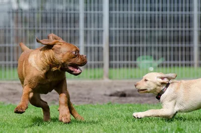 Лучшие фотографии собак с конкурса Dog Photography Awards 2021 | Фотографии  собак, Собаки, Милые собаки