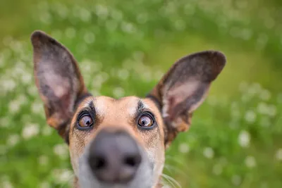 Очаровательные пёсики на лучших фото конкурса Dog Photography Awards