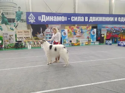 КОНКУРС ПАР - выставка собак Победитель Риги ♢ BEST IN SHOW - ZooExpo 2017  FCI CACIB Dog Show - YouTube