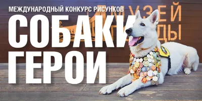 23.10.2021 - Чемпионат колли - Конкурсы - Best in Show - Всё про колли