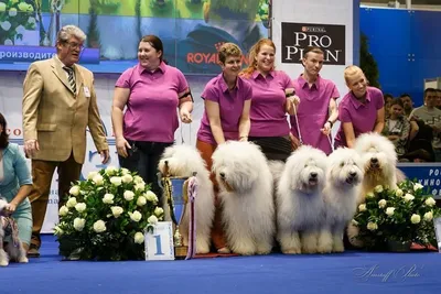 Журнал Мир собак.Евразия 2011. Конкурс костюмов | Мир собак. Журнал о  собаках. Доска объявлений. Породы. Дрессировка.