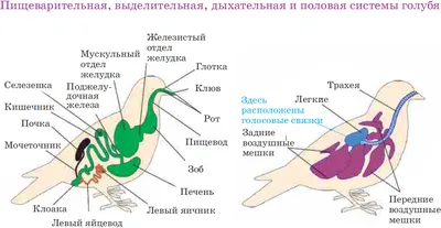 Кобчик - птица года 2021 - 205 вид города Уфы | Пикабу