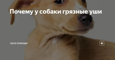 Отит ушей у собаки - симптомы и рекомендательные препараты для лечения