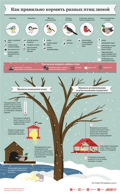 Чем и как кормить птиц зимой? (Сергей Александрович Бабичев) / Проза.ру