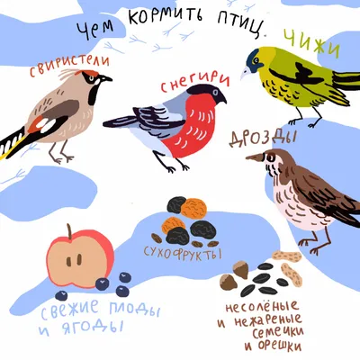 🐦 Чем кормить птиц зимой? | SIMA-LAND.RU