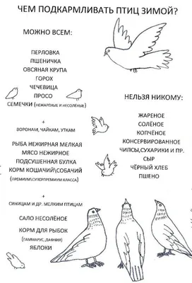 Заботимся о птицах зимой | Статьи для садоводов