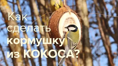 НИИ Эврика. Кормушка для птиц своими руками