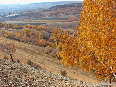 В Корольков сад - за райскими яблоками - KP.RU