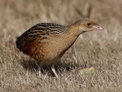 Коростель - eBird