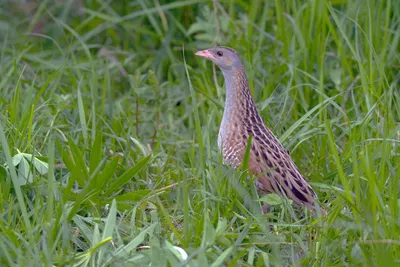 Коростель (Corncrake) - YouTube