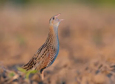 Коростель - eBird