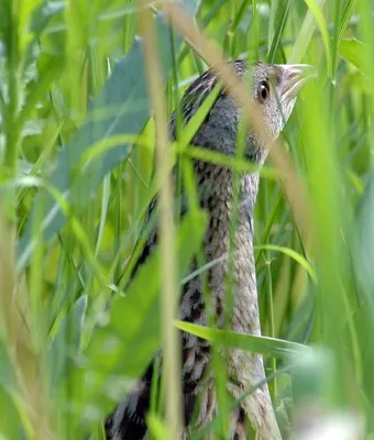 Коростель, Crex crex, Corncrake | Москва, Царицыно | Oleg Nabrovenkov |  Flickr