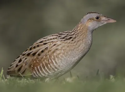 Коростель - eBird