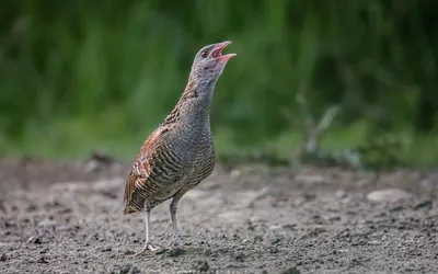 Коростель Crex crex Corncrake