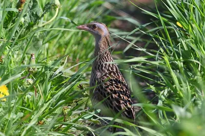 Африканский коростель - eBird