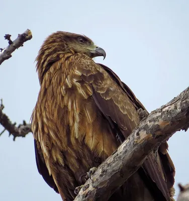 Черный коршун (Milvus migrans)