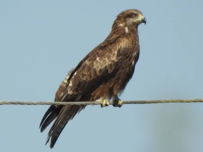 Хищная птица коршун имеет властный взгляд — Фотки на аву | Birds wallpaper  hd, Eagle wallpaper, Bird wallpaper