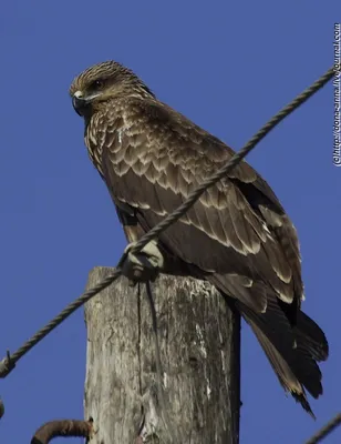 Любители птиц - Красный #коршун / Red #kite (лат. Milvus milvus) — среднего  размера хищная птица из семейства ястребиных, обитающая в Европе, на  Кавказе, в Иране, Малой Азии и на северо-западе Африки.