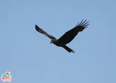 Изучаем птиц России. Черный коршун // Birds of Russia. Black kite - YouTube