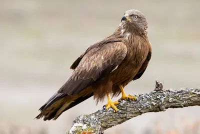 Чёрный коршун (Milvus migrans). Птицы Сибири.