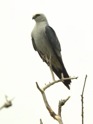 Коршун красный - 🦜, описание птицы, фото, характер, поведение и среда  обитания птиц Коршун красный | animalbreeds.top