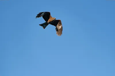 Чёрный коршун (Milvus migrans). Птицы Европейской России.