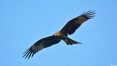 Супруги из Поворино спасли и выходили коршуна