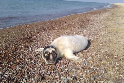 На проблемном участке Куршской косы установят волнорезы — РБК