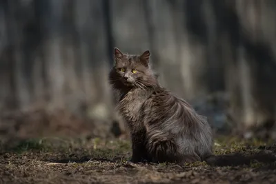 Весна в жизни кошек.