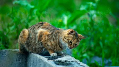 Весна. Кошки. Сплошные праздники, однако.... Photographer Eleonora  Grigorjeva