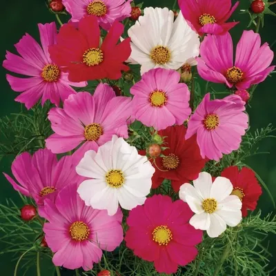 Космея Cosmos atrosanguineus. Выращивание, уход, размножение. Фото