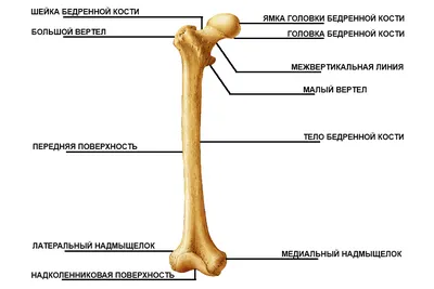 Что нужно для того, чтобы иметь здоровые и крепкие кости - noriss.ru