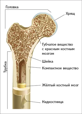 Кости грудной конечности - vet-Anatomy - IMAIOS