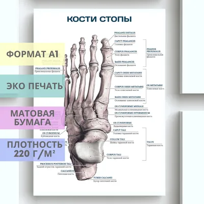 Аутокость и 3D-импланты. Специалисты Онкоцентра творят чудеса при  реконструкции поражённых опухолью костей таза.. ФГБУ «НМИЦ онкологии им.  Н.Н. Блохина» Минздрава России