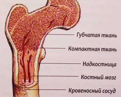 Кости Правой Ноги — стоковая векторная графика и другие изображения на тему  Скелет человека - Скелет человека, Колено, Кость человека - iStock