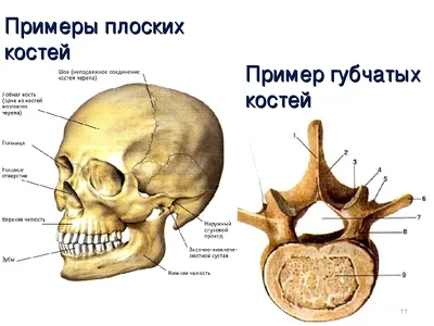 Цена лечения перелома плечевой кости | Записаться к травматологу-ортопеду в  Центр травматологии и ортопедии ГУТА КЛИНИК