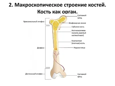 Кости мамонта. Подробное описание экспоната, аудиогид, интересные факты.  Официальный сайт Artefact