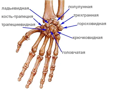 Кость предплечья каркасная анатомию человека 10 Стоковое Фото - изображение  насчитывающей излечите, здоровье: 187350494