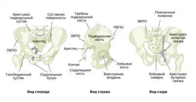 Структура таза - KinesioPro