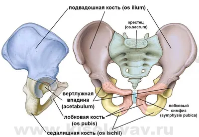 Перелом костей таза - признаки, причины, симптомы, лечение и профилактика -  iDoctor.kz