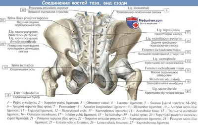 Blog | Переломы костей таза