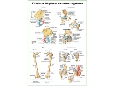 Анатомия: Соединения костей таза