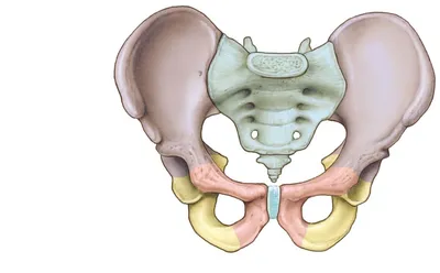 osteopat_sokolenko - Почему расходятся кости таза при беременности?  Лобковая кость, в которой и возникают дискомфортные ощущения, состоит из  верхних ветвей двух лонных костей, подвижно соединенных между собой  хрящевой связкой (симфизом). Образуемое лонными