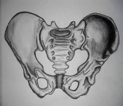 Тазовая кость, часть 1. Подвздошная кость. | Заметки спортивного врача. |  Дзен