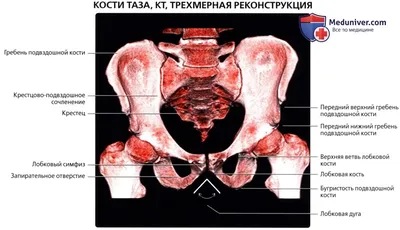 Движения таза и крестца. Немного биомеханики. | Практика осознанного  движения | Дзен