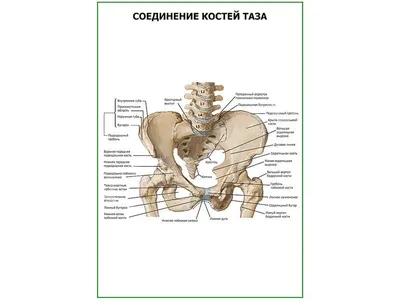 Соединение костей таза плакат глянцевый А1/А2 › Купить оптом и в розницу ›  Цена от завода