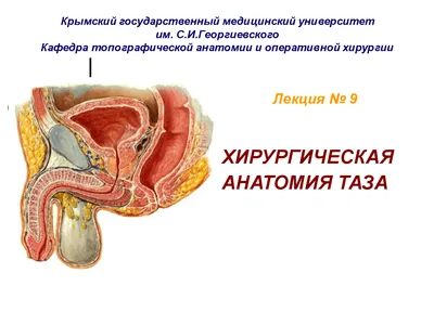 Мужской таз : нормальная анатомия | e-Anatomy