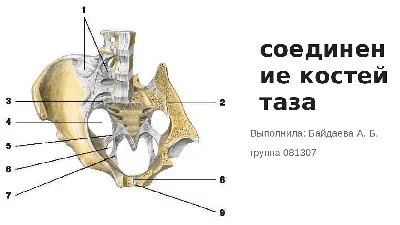 Представления об анатомии костей Artwork 3d анатомии кости таза предпосылка  человеческого каркасного женского тазового тазобедренн Иллюстрация штока -  иллюстрации насчитывающей люди, тазово: 176138704