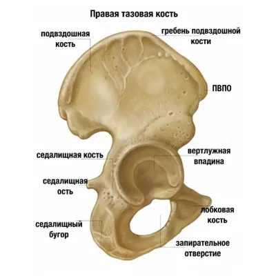 Анатомия: Таз как целое, его размеры